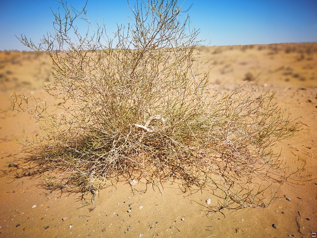 img00010.jpg