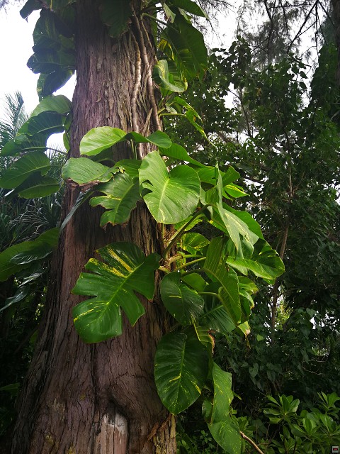 img00055.jpg