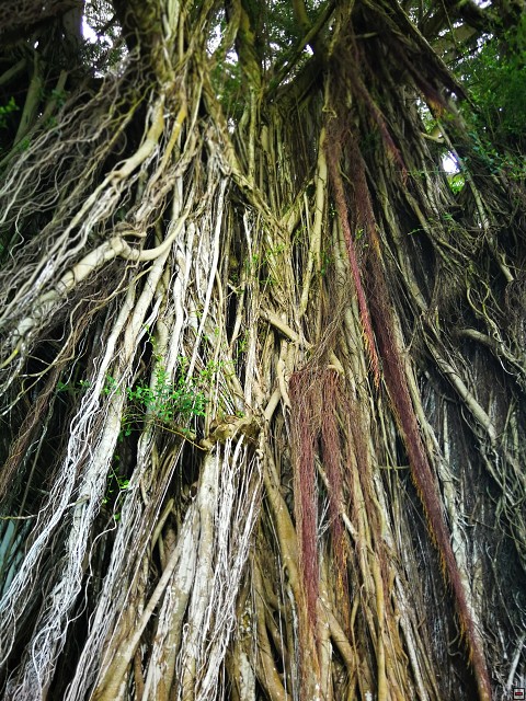 img00034.jpg