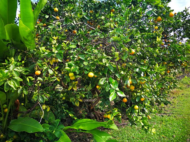 img00025.jpg