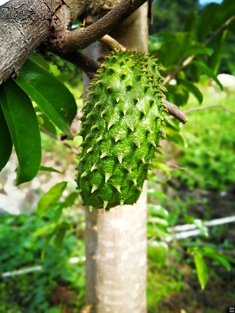 img00026.jpg