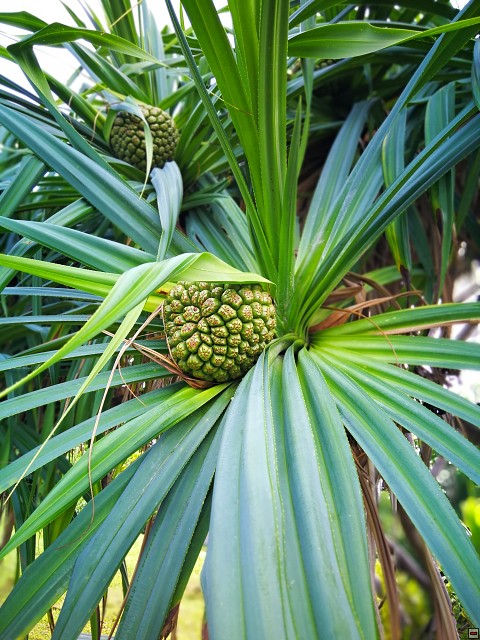 img00031.jpg