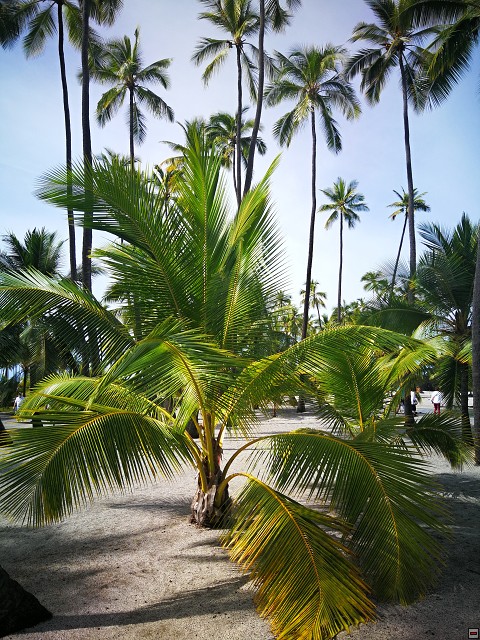 img00033.jpg