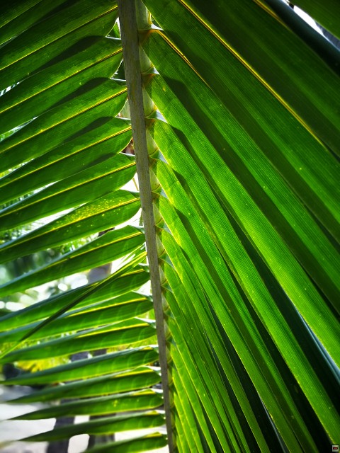 img00038.jpg