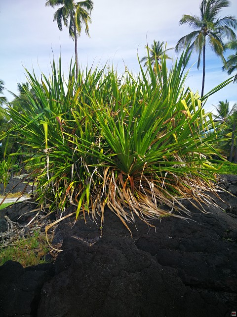 img00047.jpg