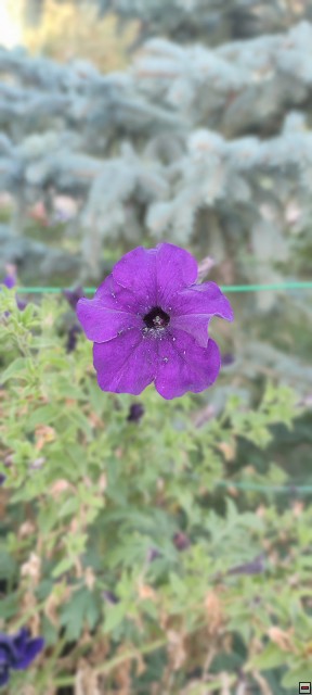 img00002.jpg