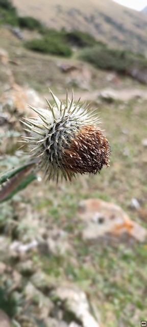 img00048.jpg