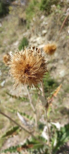 img00089.jpg