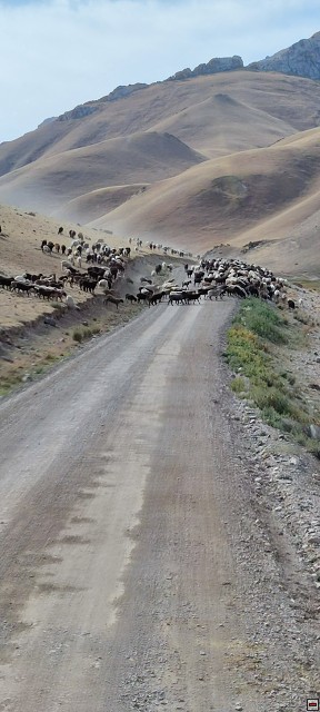 img00007.jpg