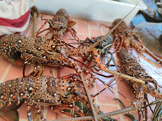 img00032.jpg