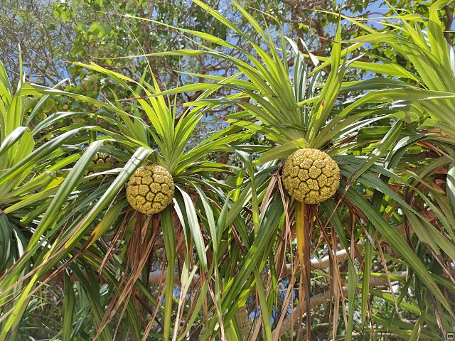 img00032.jpg