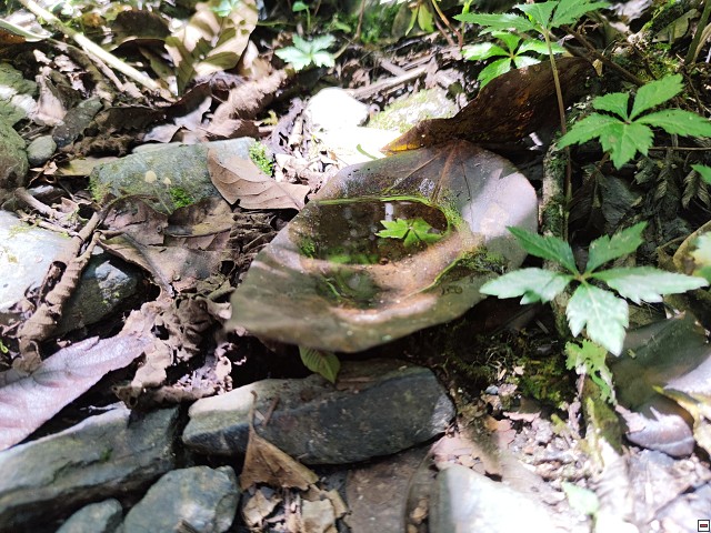 img00061.jpg