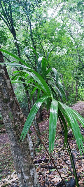 img00036.jpg