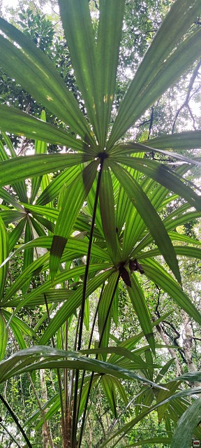img00038.jpg