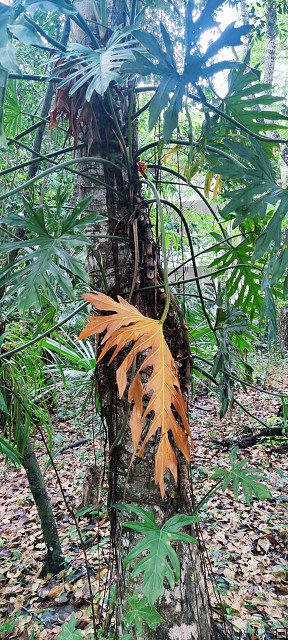 img00007.jpg
