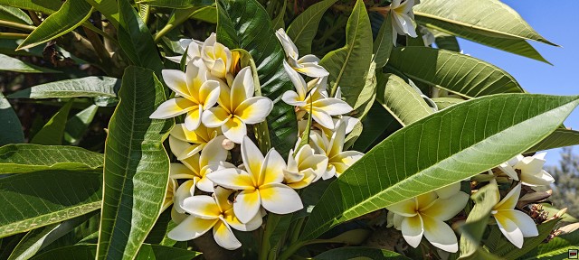 img00011.jpg