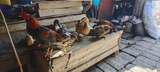 img00036.jpg