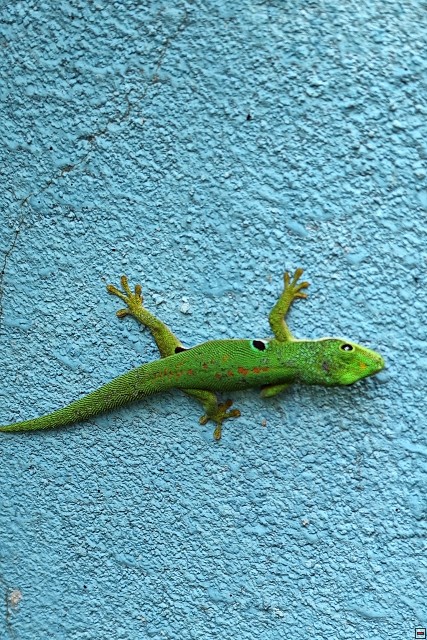img00064.jpg