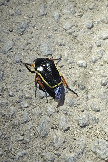 img00088.jpg