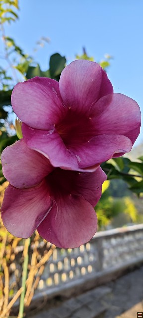 img00005.jpg