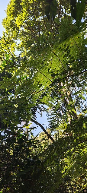 img00018.jpg