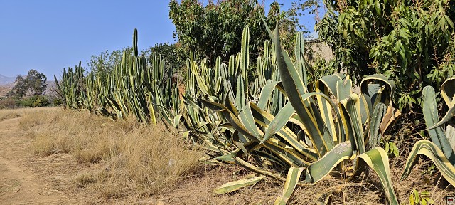 img00012.jpg