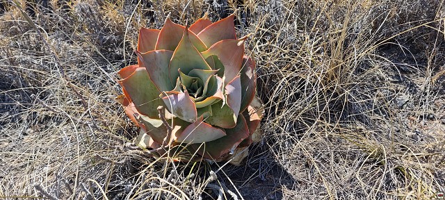 img00017.jpg