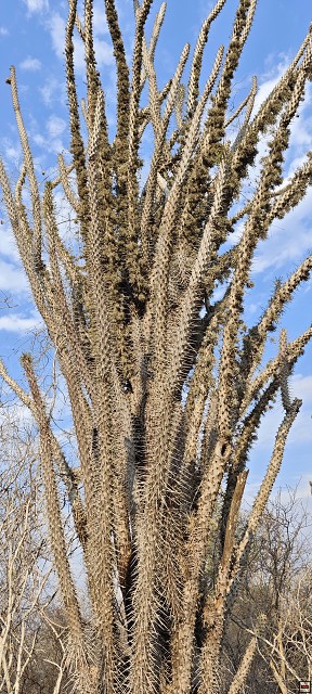 img00024.jpg