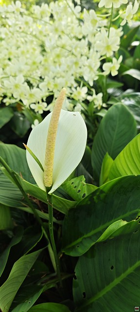 img00014.jpg