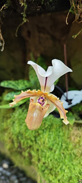 img00027.jpg