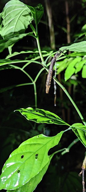 img00036.jpg