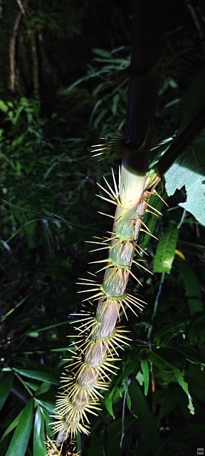 img00037.jpg