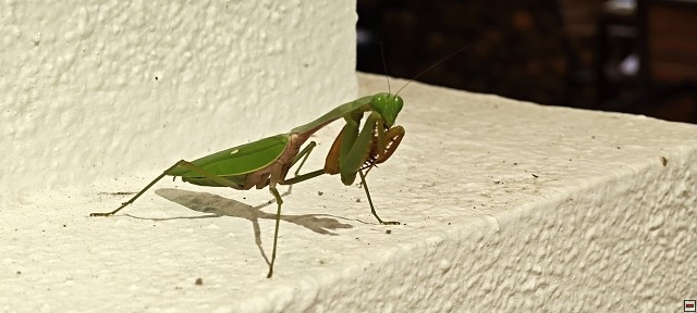 img00001.jpg