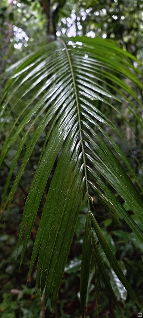 img00006.jpg