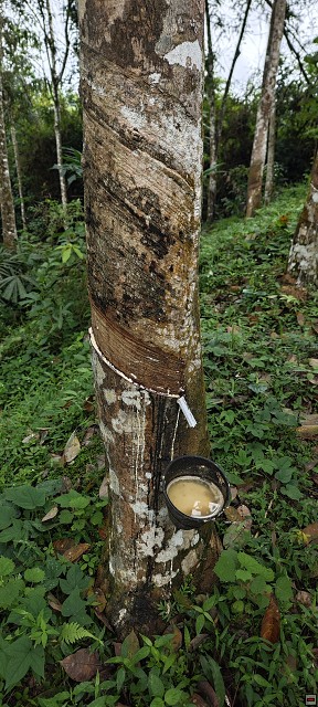 img00003.jpg