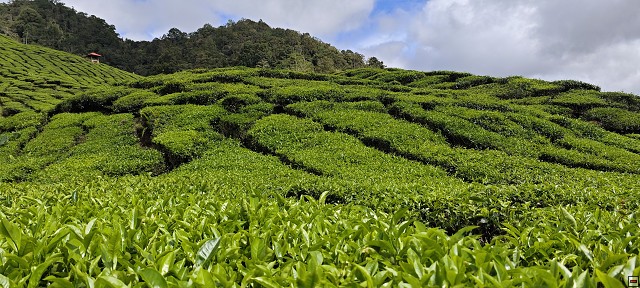 img00013.jpg
