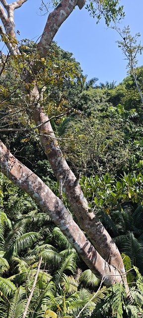 img00051.jpg