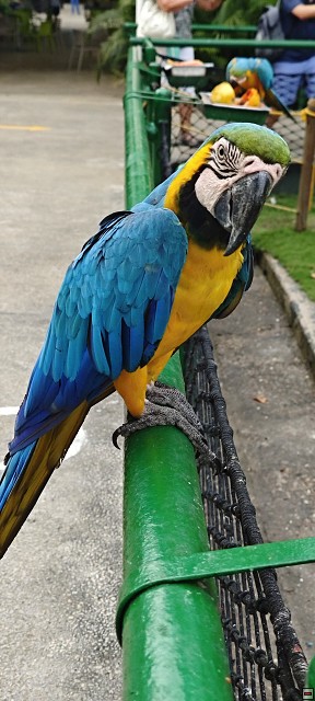img00039.jpg