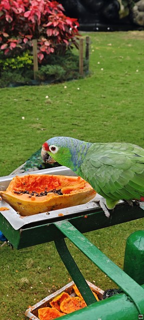 img00040.jpg