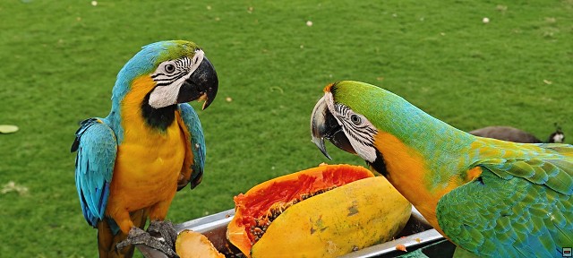 img00041.jpg