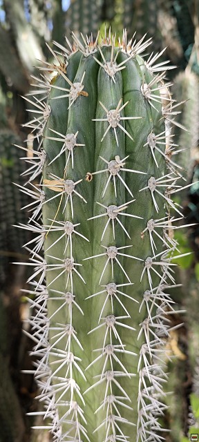 img00011.jpg