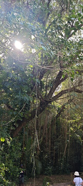 img00010.jpg