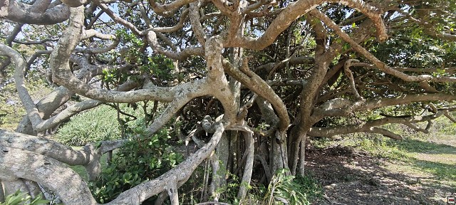 img00017.jpg