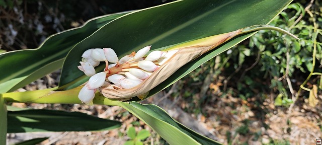 img00020.jpg