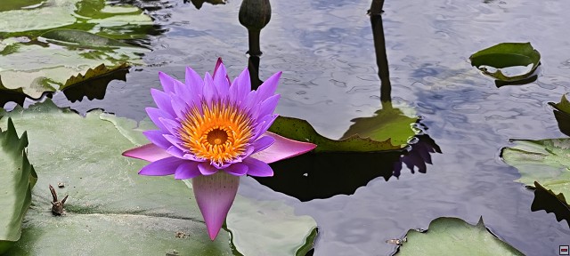 img00030.jpg