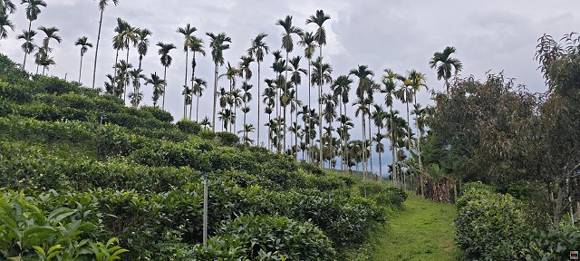 img00012.jpg