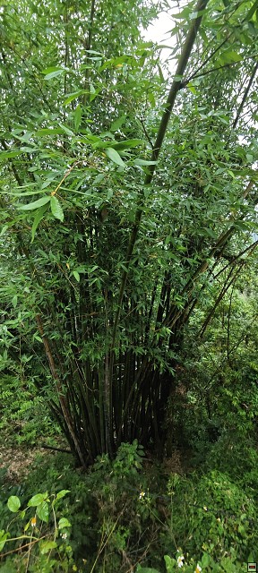 img00038.jpg