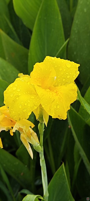 img00002.jpg