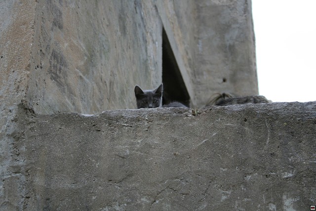 img00005.jpg