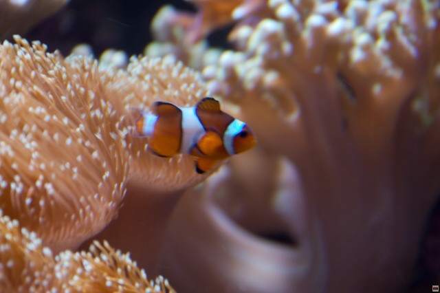 img00009.jpg